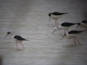 Black Winged Stilt