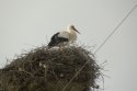 White Stork