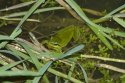 Stripeless Tree Frog