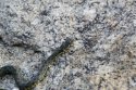Viperine Snake