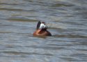 White Headed Duck