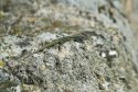 Iberian Wall Lizard