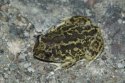 Western spadefoot Toad