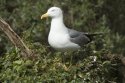 Yellow Legged Gull