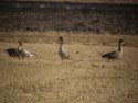 Bean Geese
