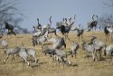Cranes