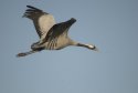 Cranes
