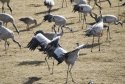 Cranes
