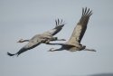 Cranes