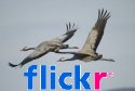Flickr Gallery