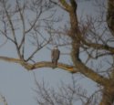Goshawk