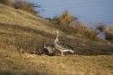 Greylag Geese