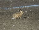 Brown Hare