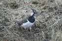 Lapwing
