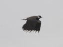 Lapwing