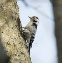 Lesser Spotted Woodpecker