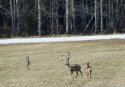 Roe Deer