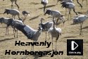 Wildlife Video