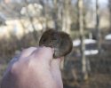 Bank Vole