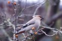 Waxwing