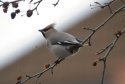 Waxwing