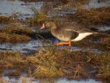 White Fronted Goose