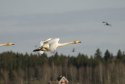 Whooper Swan