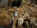 White Wagtail