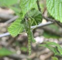Acanthoxyla prasina