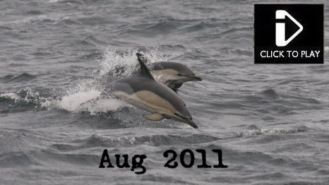 Aug 2011 - Video - Pool Frog, Green Lizard, Sika Deer, Wild Boar, Lesser Horshoe Bat, Fox, Badger, Hazel Dormouse, Fin Whale, Common Dolphin, Gannet,  white winged black tern, Serotine bat