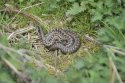 Adder