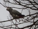 African Grey Parrot