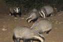 Badger