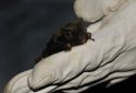 Barbastelle Bat