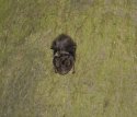 Barbastelle Bat