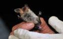 Bechstein's Bat