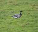 Brent Goose