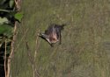 Brown Long Eared Bat