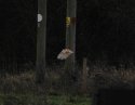 Barn Owl