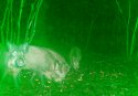 Wild Boar (Trail cam)