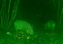 Wild Boar (Trail cam)