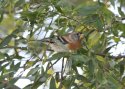 Brambling