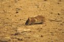 Brown Rat
