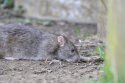 Brown Rat