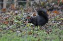 Hunt for Black Squirrels Begins