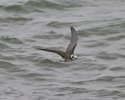 American Black Tern