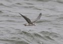 American Black Tern