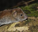 Bank Vole