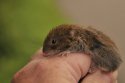 Bank Vole