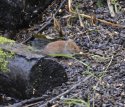 Bank Vole